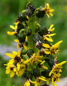 黑苞橐吾 黑苞橐吾