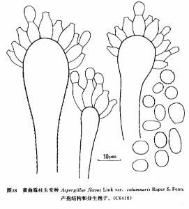 黃麴黴柱頭變種 黃麴黴柱頭變種