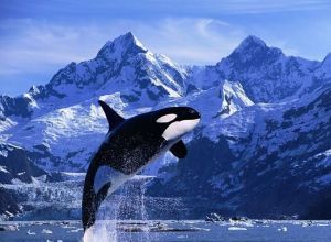 北極虎鯨 北極虎鯨