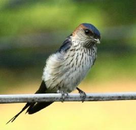 土燕窩泥 土燕窩泥