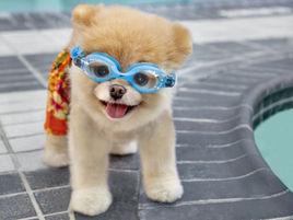 boo[人氣博美狗]