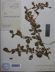 變刺小檗 變刺小檗