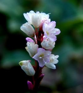 天蕎麥根 天蕎麥根