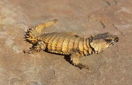 南非犰狳蜥 南非犰狳蜥