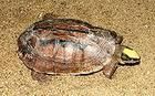 蘇拉威西葉龜