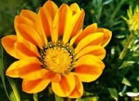 雜種勳章菊 雜種勳章菊