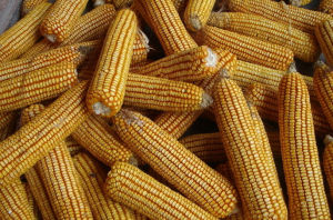 玉米
