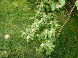 粗毛扁擔桿 粗毛扁擔桿