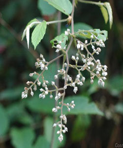 西南懸鉤子 西南懸鉤子