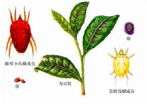 茶樹茶短須蟎