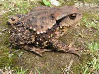 華西蟾蜍