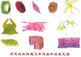 細胞體積守恆定律 細胞體積守恆定律