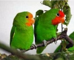 紅臉情侶鸚鵡