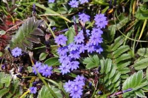 景天葉龍膽 景天葉龍膽