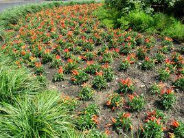 觀賞園藝 觀賞園藝