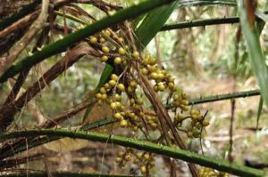 毛鱗省藤 毛鱗省藤