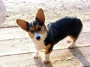 卡狄根威爾斯柯基犬 卡狄根威爾斯柯基犬