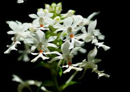 三褶蝦脊蘭 三褶蝦脊蘭