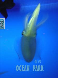 藍血動物 藍血動物