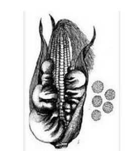 腥黑粉菌科 腥黑粉菌科