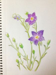 桔梗花[中藥材]