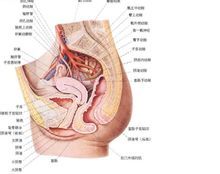 女性生殖器先天性畸形