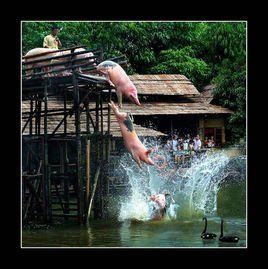 豬跳水 豬跳水