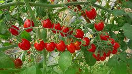 紅寶石[番茄品種]