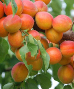 紅金臻杏 紅金臻杏