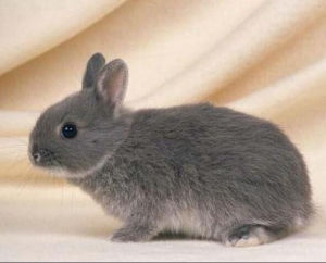 澤西長毛兔 澤西長毛兔
