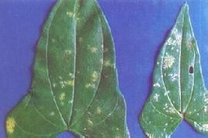 棉花斑紋病 棉花斑紋病