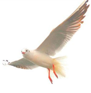 紅嘴海鷗 紅嘴海鷗