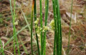 長白燈心草 長白燈心草