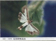 瓜絹野螟 瓜絹野螟