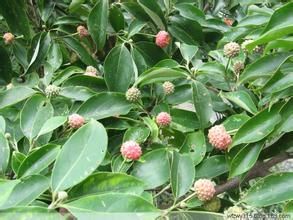 香港四照花果 香港四照花果