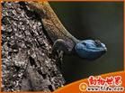 非洲藍頭蜥蜴