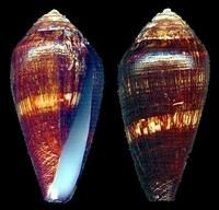 花白點芋螺 花白點芋螺