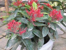 龍船花屬 龍船花屬