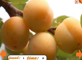 水果堆里找蘿蔔 水果堆里找蘿蔔