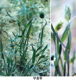 早麥草 早麥草
