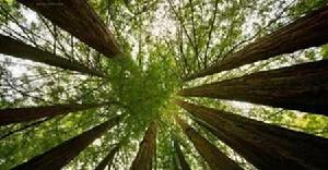 金絲榆木 金絲榆木