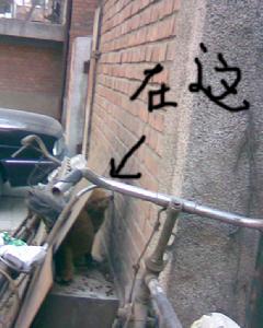 流浪貓貓 流浪貓貓