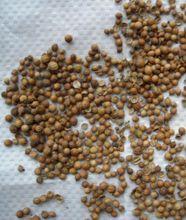 胡荽子[胡荽子]