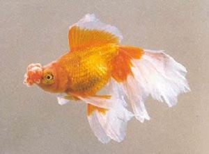 紅龍睛球 紅龍睛球