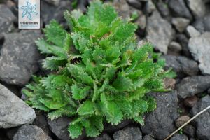 長白虎耳草 長白虎耳草