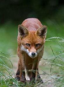 2014年英國虐待狐狸事件 2014年英國虐待狐狸事件