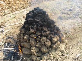 紅薯爛窯 紅薯爛窯