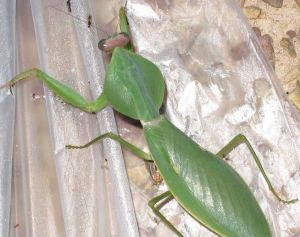 壯菱背螳 壯菱背螳