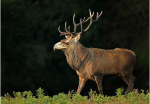 這是由鷹與成年牡鹿混合而成的生物