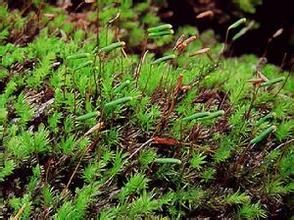 長蒴絲瓜蘚 長蒴絲瓜蘚